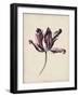 Antique Tulip Study IV-Naomi McCavitt-Framed Art Print