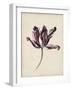 Antique Tulip Study IV-Naomi McCavitt-Framed Art Print
