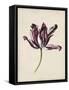 Antique Tulip Study IV-Naomi McCavitt-Framed Stretched Canvas