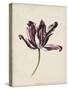 Antique Tulip Study IV-Naomi McCavitt-Stretched Canvas