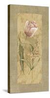 Antique Tulip-Stefania Carlini-Stretched Canvas