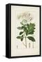 Antique Turpin Botanical II-0 Turpin-Framed Stretched Canvas