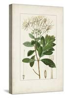 Antique Turpin Botanical II-0 Turpin-Stretched Canvas