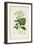 Antique Turpin Botanical II-0 Turpin-Framed Art Print