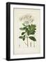 Antique Turpin Botanical II-0 Turpin-Framed Art Print