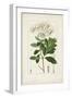 Antique Turpin Botanical II-0 Turpin-Framed Art Print