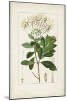 Antique Turpin Botanical II-0 Turpin-Mounted Art Print