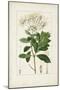 Antique Turpin Botanical II-0 Turpin-Mounted Art Print