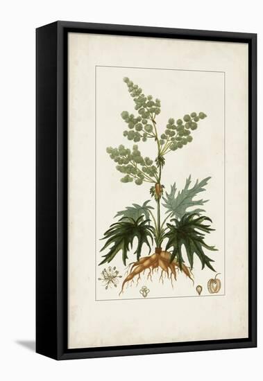 Antique Turpin Botanical III-0 Turpin-Framed Stretched Canvas