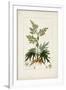 Antique Turpin Botanical III-0 Turpin-Framed Art Print