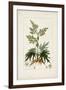 Antique Turpin Botanical III-0 Turpin-Framed Art Print