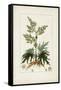 Antique Turpin Botanical III-0 Turpin-Framed Stretched Canvas