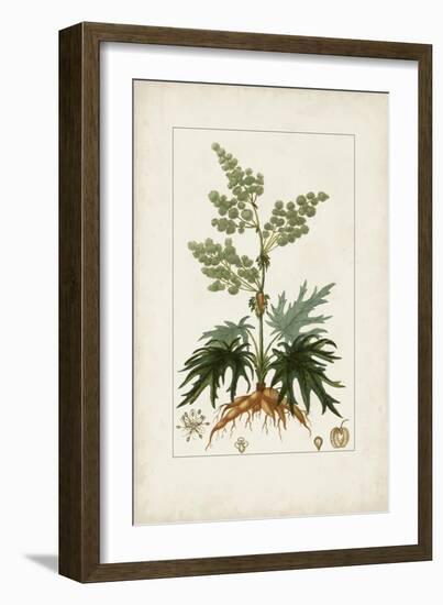 Antique Turpin Botanical III-0 Turpin-Framed Art Print