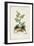 Antique Turpin Botanical III-0 Turpin-Framed Art Print