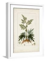 Antique Turpin Botanical III-0 Turpin-Framed Art Print