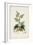 Antique Turpin Botanical III-0 Turpin-Framed Art Print