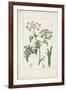 Antique Turpin Botanical IX-0 Turpin-Framed Art Print