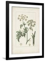 Antique Turpin Botanical IX-0 Turpin-Framed Art Print