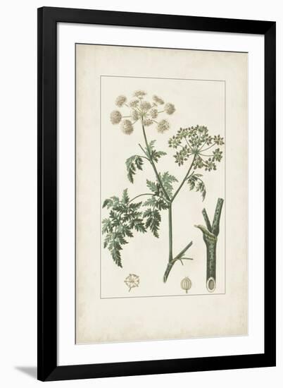 Antique Turpin Botanical IX-0 Turpin-Framed Art Print