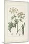 Antique Turpin Botanical IX-0 Turpin-Mounted Art Print