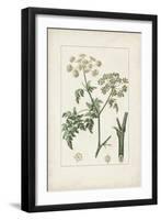 Antique Turpin Botanical IX-0 Turpin-Framed Art Print