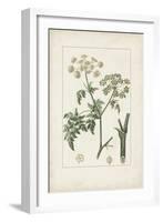 Antique Turpin Botanical IX-0 Turpin-Framed Art Print