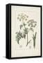 Antique Turpin Botanical IX-0 Turpin-Framed Stretched Canvas