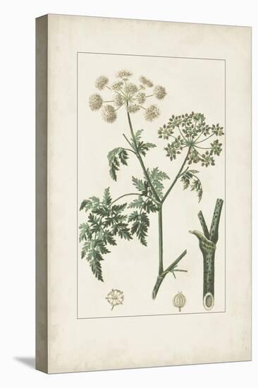 Antique Turpin Botanical IX-0 Turpin-Stretched Canvas