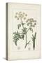Antique Turpin Botanical IX-0 Turpin-Stretched Canvas