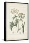 Antique Turpin Botanical IX-0 Turpin-Framed Stretched Canvas
