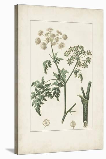 Antique Turpin Botanical IX-0 Turpin-Stretched Canvas