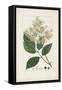 Antique Turpin Botanical V-0 Turpin-Framed Stretched Canvas