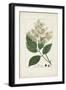 Antique Turpin Botanical V-0 Turpin-Framed Art Print