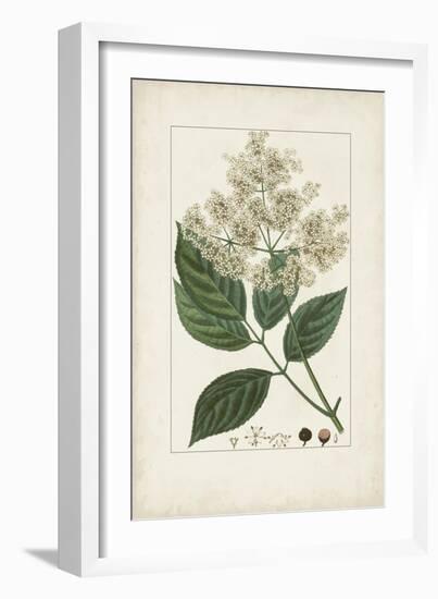 Antique Turpin Botanical V-0 Turpin-Framed Art Print