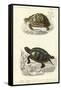 Antique Turtle Duo II-Oudart-Framed Stretched Canvas