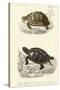 Antique Turtle Duo II-Oudart-Stretched Canvas