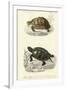 Antique Turtle Duo II-Oudart-Framed Art Print