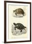 Antique Turtle Duo II-Oudart-Framed Art Print