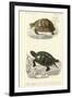 Antique Turtle Duo II-Oudart-Framed Art Print