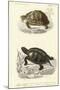 Antique Turtle Duo II-Oudart-Mounted Art Print