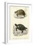 Antique Turtle Duo II-Oudart-Framed Art Print