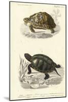 Antique Turtle Duo II-Oudart-Mounted Art Print