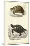 Antique Turtle Duo II-Oudart-Mounted Art Print