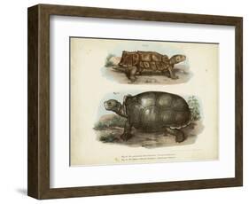 Antique Turtle Pair I-Vision Studio-Framed Art Print