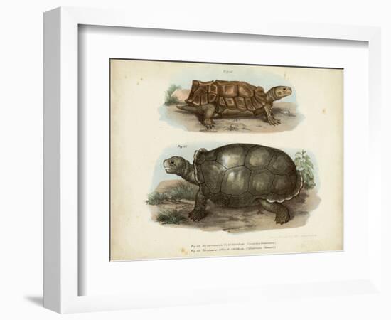 Antique Turtle Pair I-Vision Studio-Framed Art Print