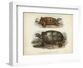 Antique Turtle Pair I-Vision Studio-Framed Art Print