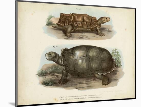 Antique Turtle Pair I-Vision Studio-Mounted Art Print
