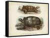 Antique Turtle Pair I-Vision Studio-Framed Stretched Canvas