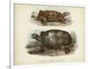 Antique Turtle Pair I-Vision Studio-Framed Art Print