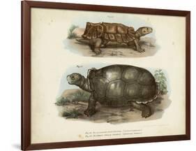 Antique Turtle Pair I-Vision Studio-Framed Art Print